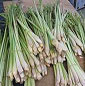 lemongrass oils 