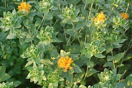 safflower