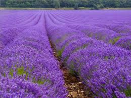 lavender -French lavender 